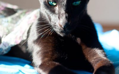 Gato oriental Shorthair preto
