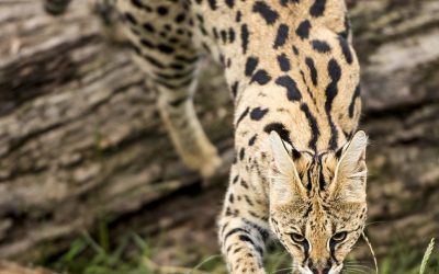 Gato serval – Gato savannah