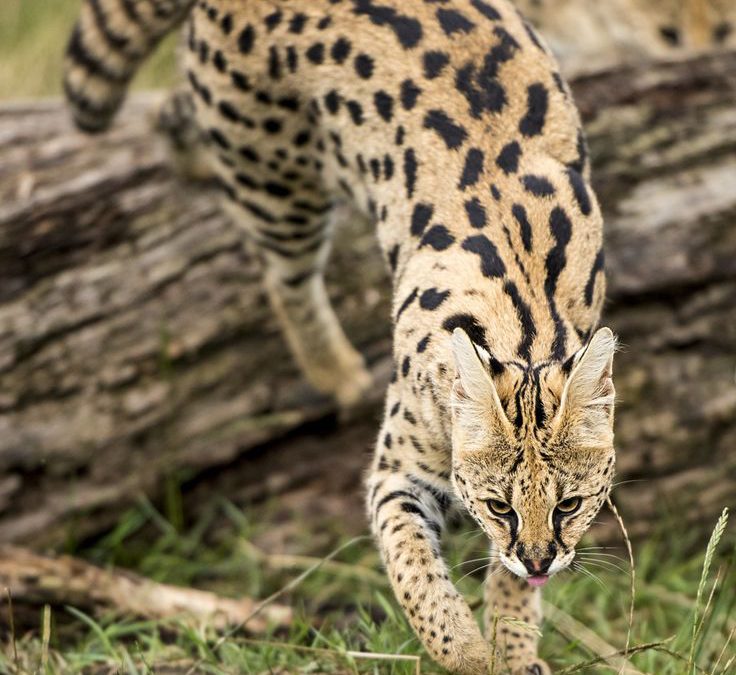 Gato serval – Gato savannah