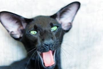 Gato oriental Shorthair preto