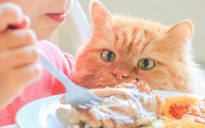 Alimentos humanos que gatos podem comer