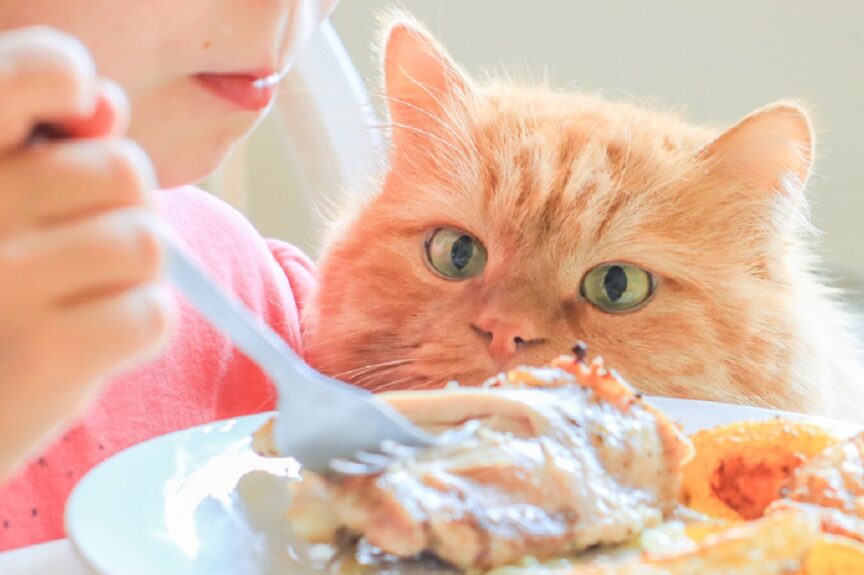Alimentos humanos que gatos podem comer