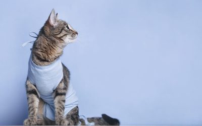 benefícios de castrar o gato