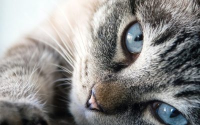 Curiosidades sobre gatos