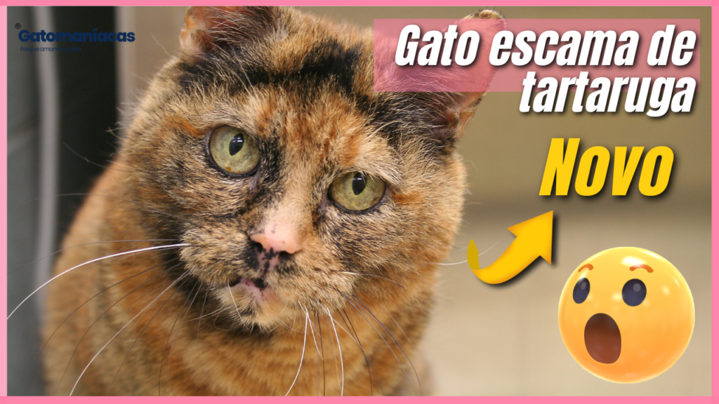 Gato escama de tartaruga: Saiba tudo aqui.