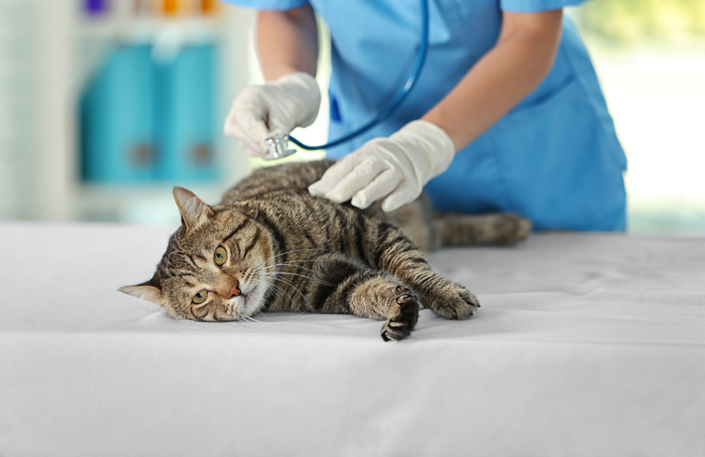 benefícios de castrar o gato