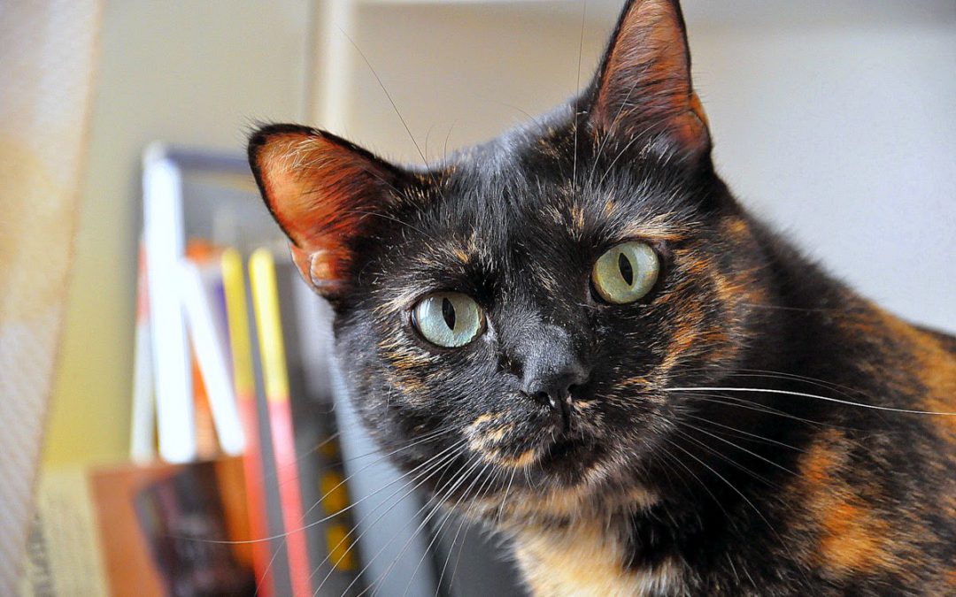 Gato escama de tartaruga