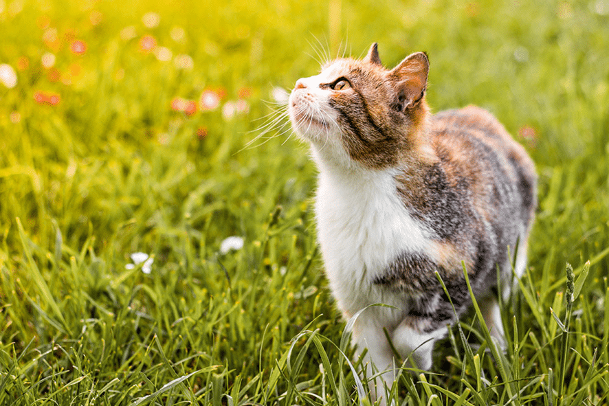 Gato doméstico de pelo curto