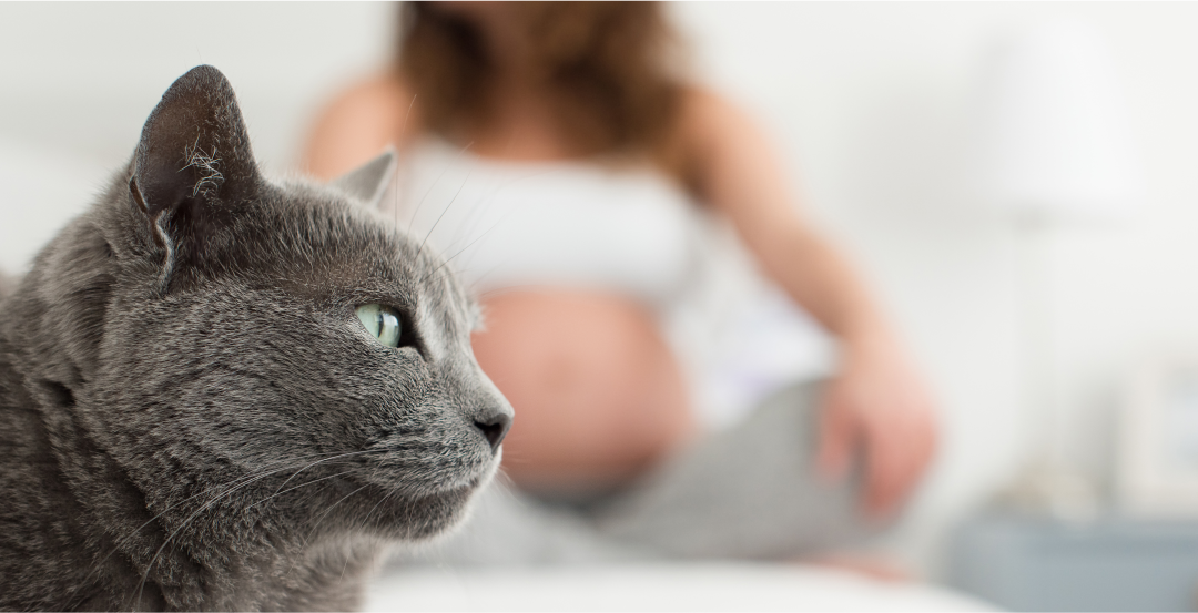 Toxoplasmose – Mulheres precisam manter distância de gatos na gravidez ?