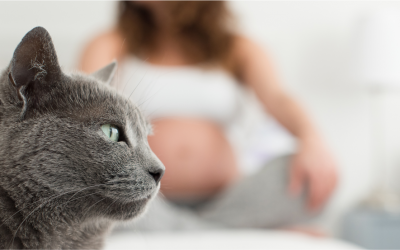 Toxoplasmose – Mulheres precisam manter distância de gatos na gravidez ?