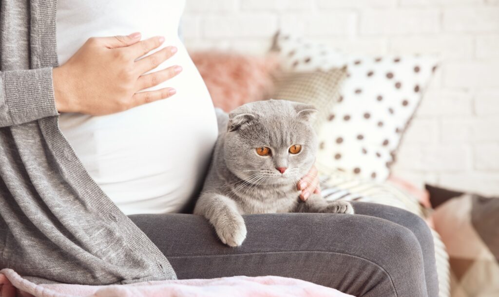 Toxoplasmose – Mulheres precisam manter distância de gatos na gravidez ?