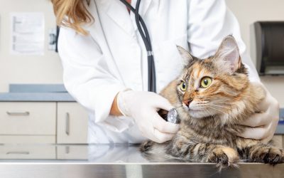 Verme do coração em gatos
