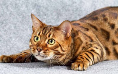 Gato bengal – Gato de bengala – Saiba tudo agora.