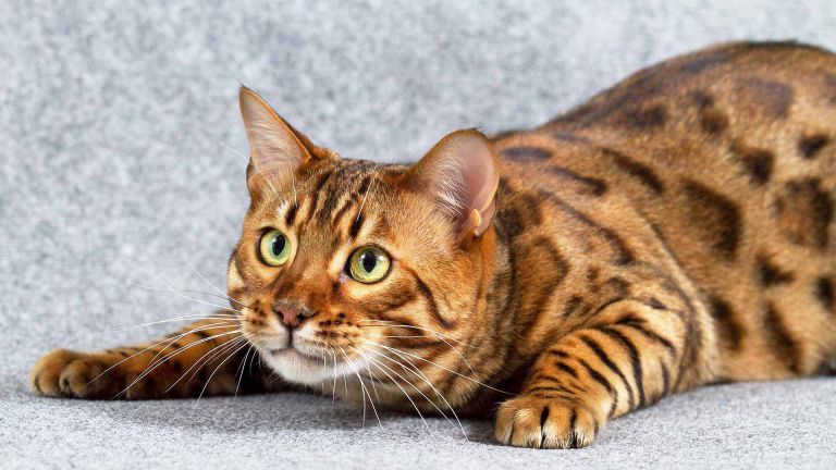 Gato bengal – Gato de bengala – Saiba tudo agora.