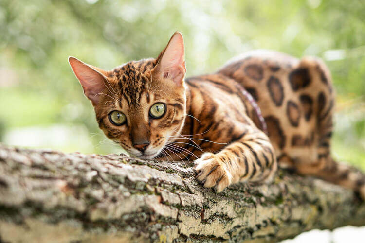 Origem do gato bengal: O que ninguém te fala