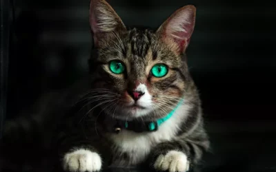 30 curiosidades sobre gatos – Dicas pet
