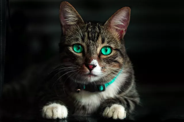 30 curiosidades sobre gatos – Dicas pet