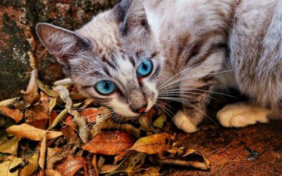 Platinosomose felina – Saiba como prevenir agora