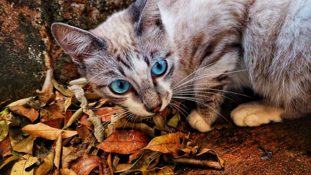 Platinosomose felina – Saiba como prevenir agora