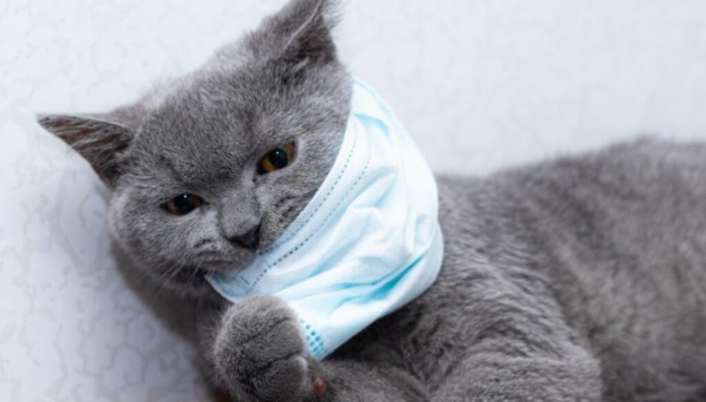 Infecção por coronavírus em gatos – Saiba tudo agora!