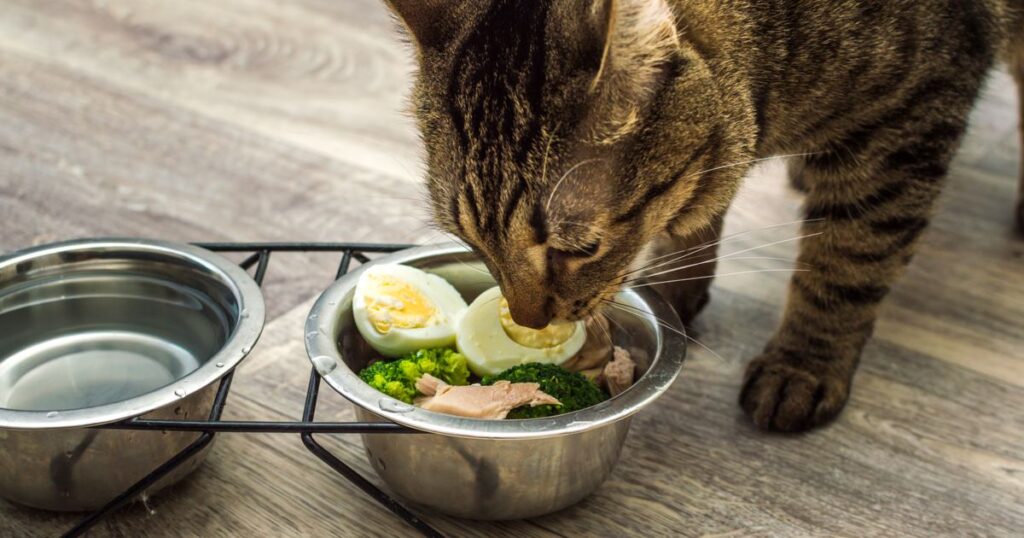 Ração caseira para gatos – Como fazer