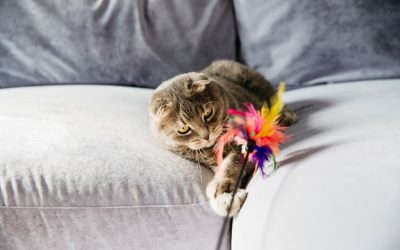 Como fazer brinquedo para gatos – Dicas pet