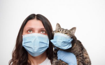 Infecção por coronavírus em gatos – Saiba tudo agora!