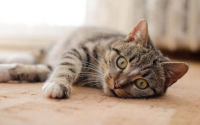 Dicas para gato