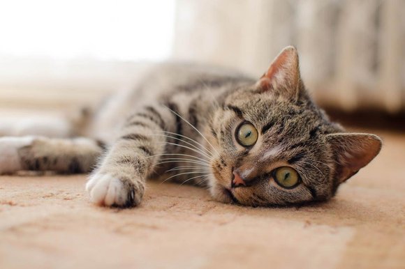 Dicas para gato