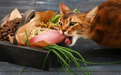 Ração caseira para gatos – Como fazer