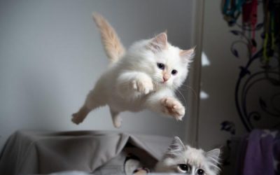 Dicas para acalmar gato agitado – Dicas para gato