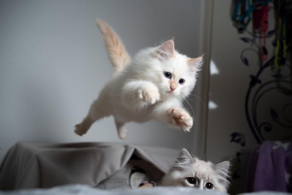 Dicas para acalmar gato agitado – Dicas para gato