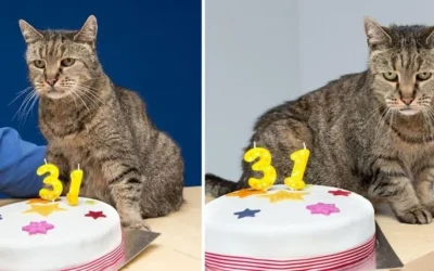 O gato mais velho do mundo nutmeg 31 anos