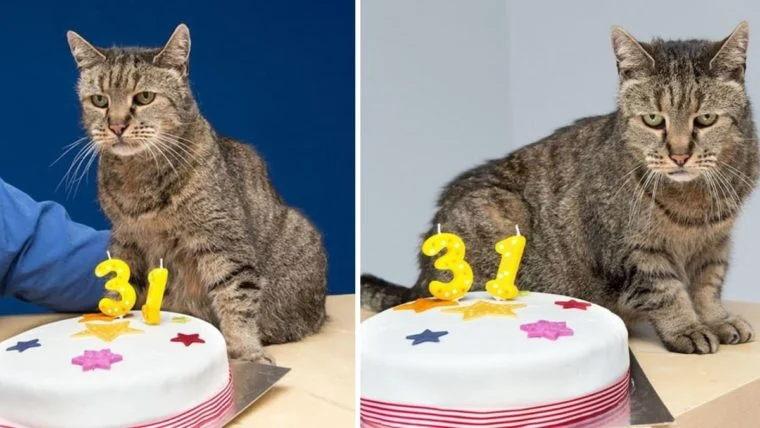 O gato mais velho do mundo nutmeg 31 anos