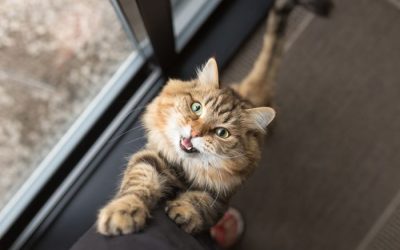 O que dar para gato quando não tem ração