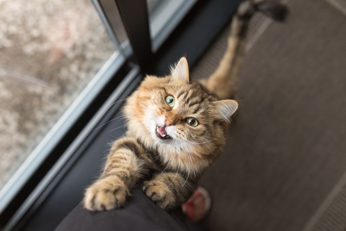 O que dar para gato quando não tem ração