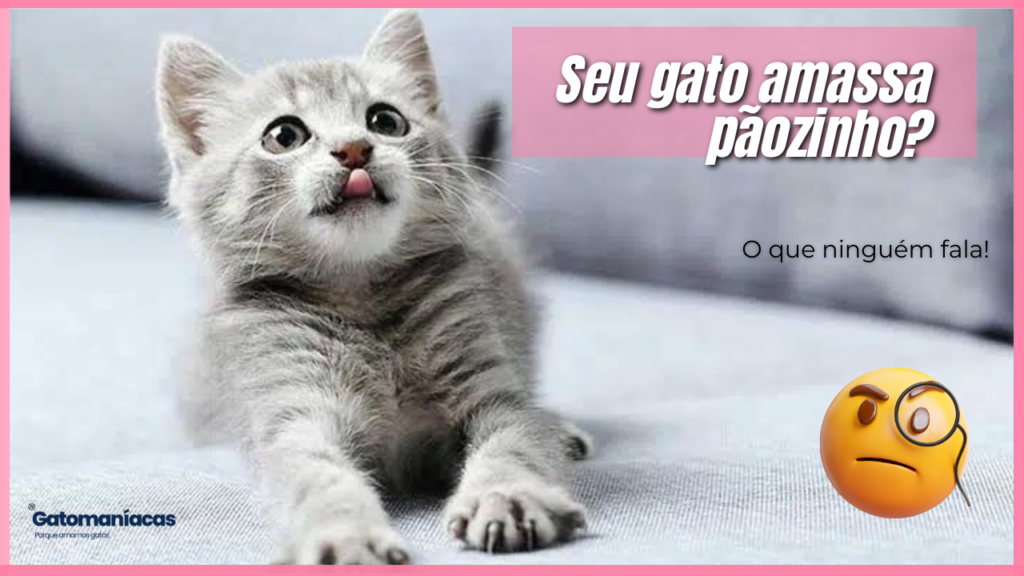 Gato amassando pãozinho – Saiba porque.