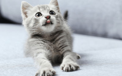 Gato amassando pãozinho – Saiba porque.