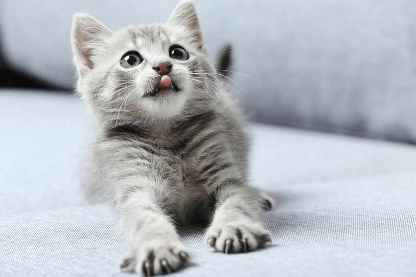 Gato amassando pãozinho – Saiba porque.