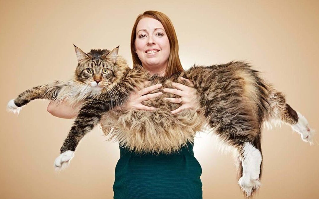 Maine Coon – Aqui você sabe tudo sobre a raça