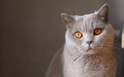 Como economizar gastos com gato