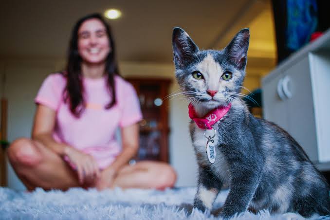 Como economizar gastos com gato