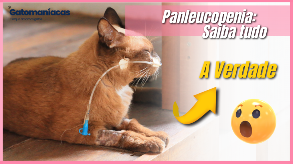 Panleucopenia felina: Tratamento e Prevenção