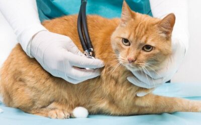 Panleucopenia felina: Tratamento e Prevenção