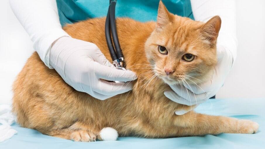 Panleucopenia felina: Tratamento e Prevenção
