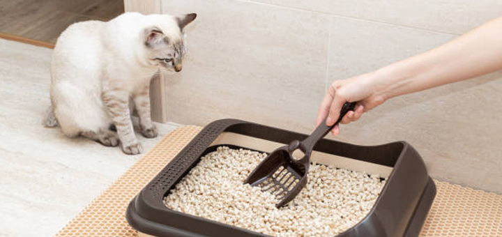 Pazinha para Gato: Qual a melhor ?