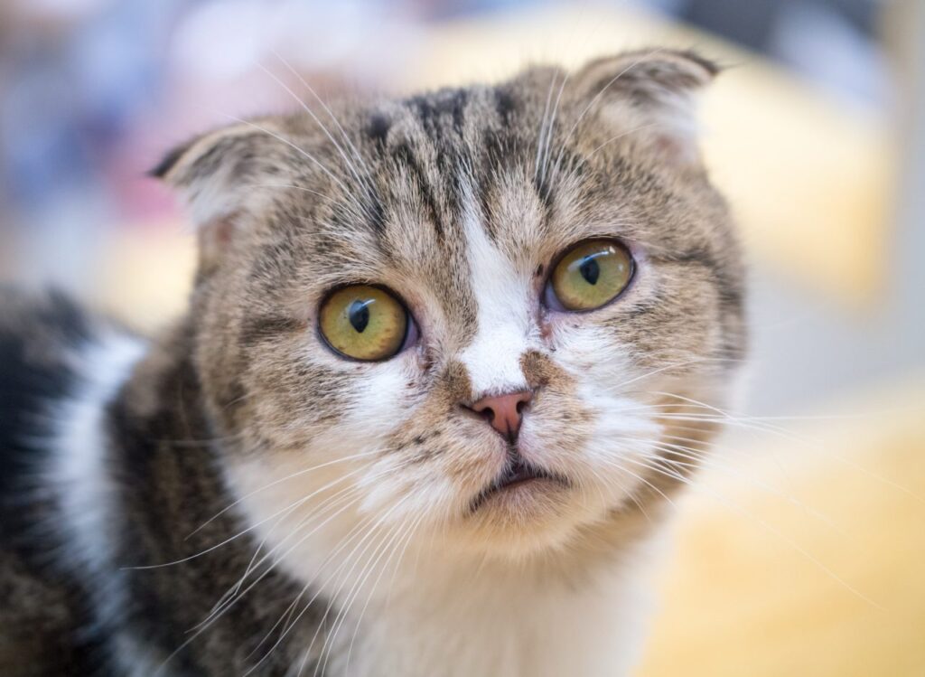 Truques de treinamento para gatos