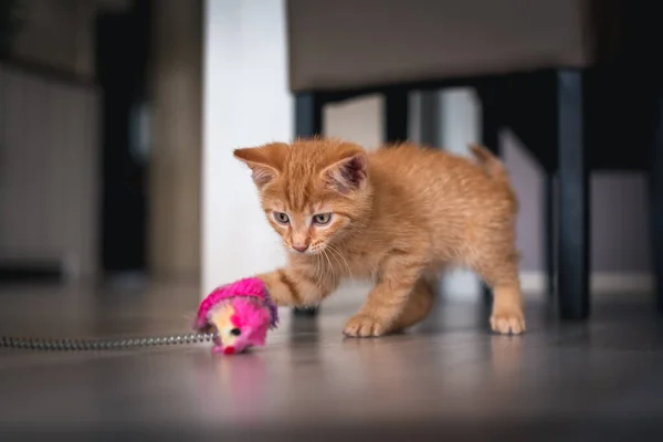 Qual é o brinquedo que os gatos gostam de brincar: Saiba os melhores aqui