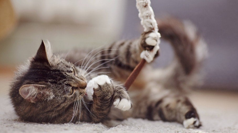 Os melhores brinquedos para manter o seu gato entretido