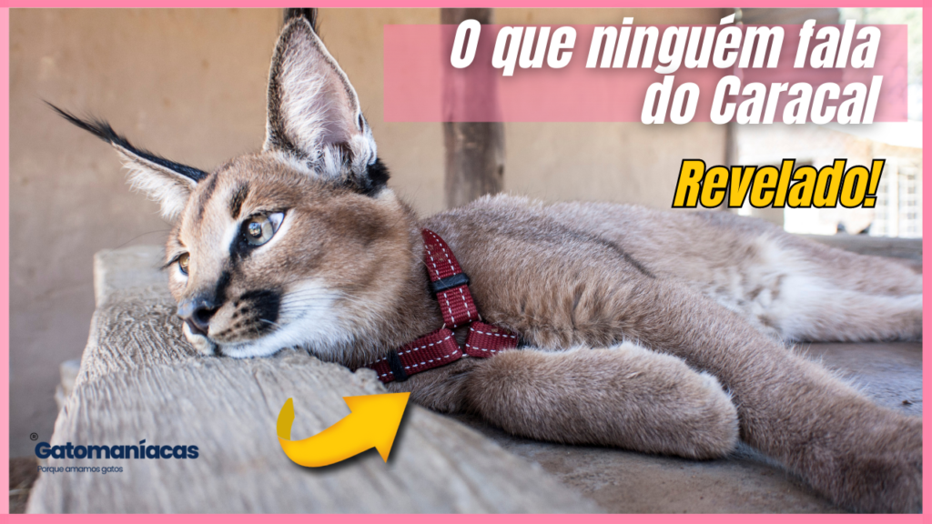 Gato selvagem caracal: Toda a verdade sobre a raça